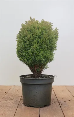 Produktbild von Thuja occidentalis 'Teddy', Kugel-Lebensbaum, kompakt, 20–25 cm