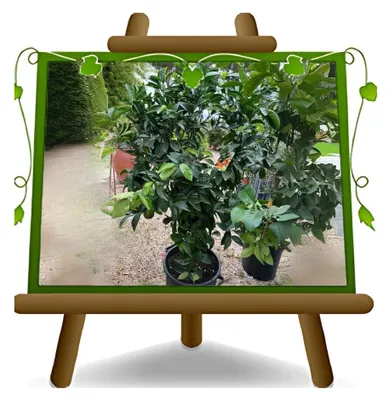 Image de Plante d'orange, de vanille et d'agrumes, en pot, 35 cm