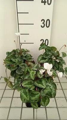 Produktbild von 6 x  Cyclamen hed. 'White Pearls' - Frühlings - Topf 9 x 9 cm