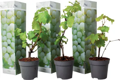 Zdjęcie produktu dla Winorośl właściwa - 3 szt - Vitis vinifera 'Chardonnay' - W25-40cm - ⌀9cm