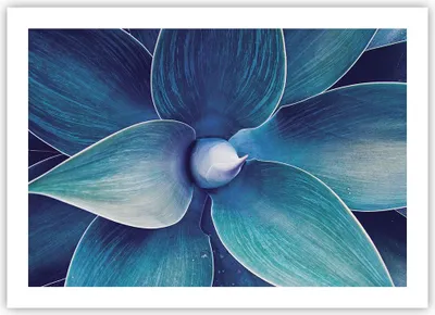 Produktbild von Poster - Poster ohne Rahmen - Agave Blau Blume - 70x50 cm - Wand Bild - Wanddeko - Wandbilder - Kunstposter - Wandposter - Bilder - Kunstdruck - Wanddekoration - Wandbild - P2XAA70x50-4972