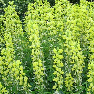 Obrázok produktu pre 6 ks rastlín Vossenboon (Thermopsis lanceolata) | Kvetináč 9 cm x 9 cm