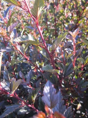 Produktbild von Blasenspiere Little Devil - Fasanenspiere - Physocarpus opulifolius 40-60