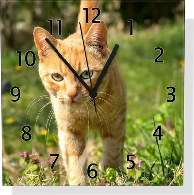 Produktbild von Wallario Design Wanduhr Neugierige Katze im Gras aus Echtglas, Größe 30 x 30 cm