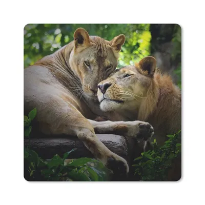 Produktbild von MuchoWow® Mauspad Mousepad Löwen - Baum - Gras 20x20 cm - Mousepads - Maus Mat - Pad - Mausunterlage - Desk Mat - Bureauartikeln