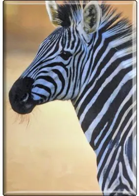 Produktbild von TIERMAGNET - Zebra - Gr. ca. 8 x 5,5 cm - 37004 - Küchenmagnet