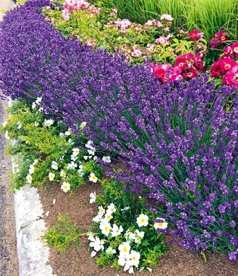 Produktbild von BALDUR Garten 3x Winterharter Lavendel Blue Jeans, Pflanzen im 9x9 cm-Topf, duftend, Gartenstaude, Lavandula, Blüten essbar, winterharte Staude, trockenresistent, mehrjährig, bienenfreundlich