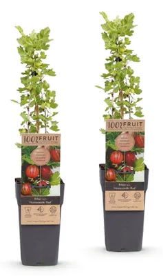 Image de Green boutiQ - Fruitplant - Ribes uva-crispa Hinnonmäki Röd - Kruisbes - Winterhard - Rode Bes - 2 Planten - Pot 15cm - Hoogte 50cm