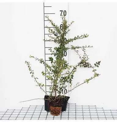 Produktbild von 12 x Cotoneaster radicans 'Eichholz' - Kriech-Zwergmispel 'Eichholz - Topf 9 cm x 9 cm