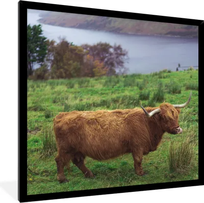 Produktbild von MuchoWow® Gerahmtes Poster Schottische Highlander - Gras - Wasser - Tiere 40x40 cm - Poster mit Schwarzem Bilderrahmen Wandposter Rahmen Foto Bilder - Mit Rahmen - Wanddekoration Schlafzimmer