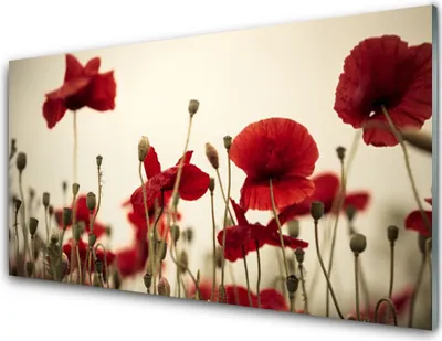 Produktbild von Küchenrückwand aus Glas 100x50cm Spritzschutz Mohnblumen Pflanzen