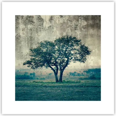 Produktbild von Poster - Poster ohne Rahmen - Baum Natur Feld - 30x30 cm - Wand Bild - Wanddeko - Wandbilder - Kunstposter - Wandposter - Bilder - Kunstdruck - Wanddekoration - Wandbild - P2XAC30x30-3627