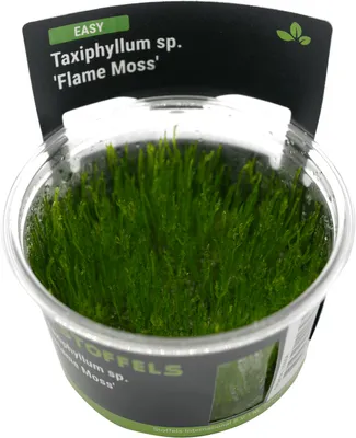 Produktbild von Stoffels Taxiphyllum sp. 'Flame Moss' in-vitro