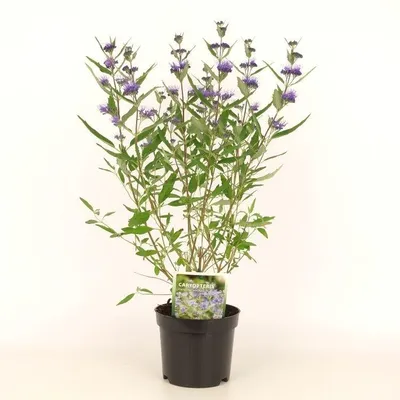 Productafbeelding van JUNAVERA Caryopteris × clandonensis Blauwbaard of Baardbloem | 60 cm hoog | In 23 cm pot | Blauwe nazomerbloeier