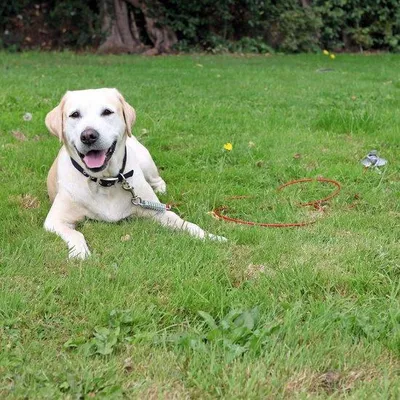 Produktbild von Famanu Leine für Hunde bis 60 kg - extra stark - schwarz
