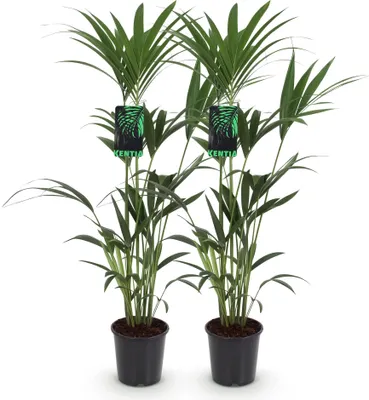 Produktbild von Howea Forsteriana – Kentia-Palme – 2 Pflanzen – 120–130cm – 21cm – Pflegeleichte Zimmerpalmen mit eleganten Wedeln – Robuste, luftreinigende Grünpflanzen
