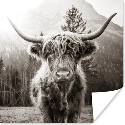 Produktbild von MuchoWow® Poster Schottischer Highlander - Tiere - Schwarz - Weiß 50x50 cm - Wohnzimmerdekoration