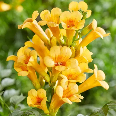 Produktbild von Bakker.com - Trompetenblume 'Gold Trumpet', Der topf / 2L / Lieferhöhe 40-50cm