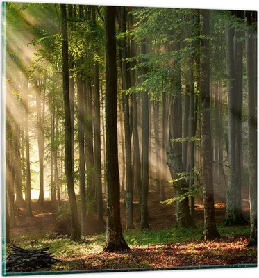 Produktbild von Bilder auf glas - Wald Baum Natur - 60x60cm - Glasbilder - Wandbilder - Kunstdruck - zum Aufhängen bereit - Wanddekoration aus Glas - Glas Bilder - Wandbild auf Glas - Einteilig - GAC60x60-3628