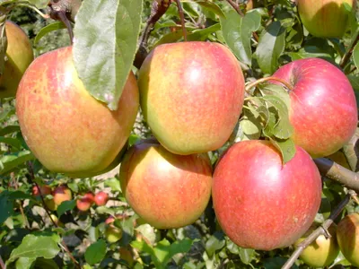 Produktbild von Apfelbaum `Rewena´ - Resistenzsorte - 120-140cm im 10 Liter Topf