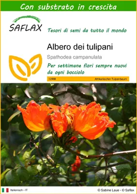 Immagine prodotto di SAFLAX  - Albero dei tulipani - 30 semi - Con substrato - Spathodea
