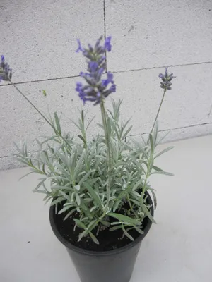 Produktbild von Lavendel Moroccan - Lavandula lanata x angustifolia