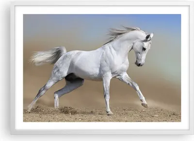 Produktbild von Gerahmtes Poster - Weißer Rahmen - Pferd weiß Tier - 70x50 cm - Wand Bild - Wanddeko - Wandbilder - Kunstposter - Wandposter - Bilderrahmen - Bilder - Kunstdruck - Wandbild - P2WAA70x50-0167