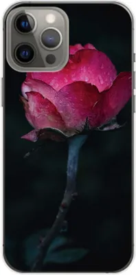 Produktbild von König Design Hülle kompatibel mit Apple iPhone 14 Plus Kunststoff Soft Handyhülle - Handy Case Rose