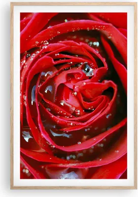Produktbild von Gerahmtes Poster - Rahmen in heller Eiche - Rose Blume Blütenblätter Tau - 61x91,5 cm - Wand Bild - Wanddeko - Wandbilder - Wandposter - Bilderrahmen - Bilder - Kunstdruck - Wandbild - P2NPA61x91-1518