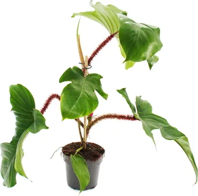 Zdjęcie produktu dla Philodendron squamiferum - dziki przyjaciel drzew o czerwonych lodygach - doniczka 12 cm