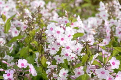 Produktbild von Phlox paniculata 'Europa', Flammenblume, rosa, ca. 11x11 cm Topf
