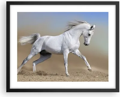 Produktbild von Gerahmtes Poster - Schwarzer Rahmen - Pferd weiß Tier - 50x40 cm - Wand Bild - Wanddeko - Wandbilder - Kunstposter - Wandposter - Bilderrahmen - Bilder - Kunstdruck - Wandbild - P2BAA50x40-0167
