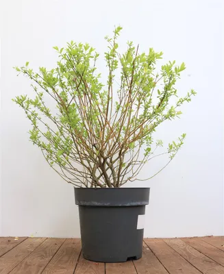 Produktbild von Salix integra 'Hakuro Nishiki', Japanische Weide, buntes Laub, 60–100 cm