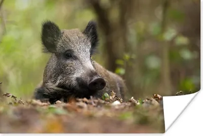 Produktbild von MuchoWow® Poster Wildschwein - Wald - Tier 180x120 cm - Fotoplakat