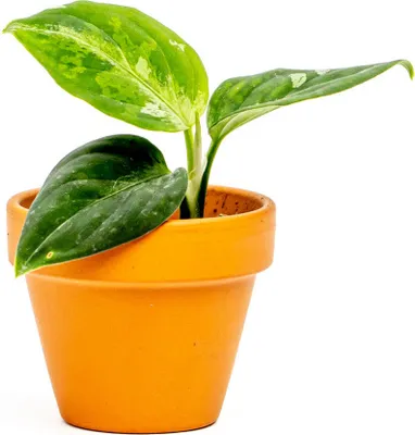 Obrázek produktu pro Gardners Aglaonema Pictum Tricolor, průměr 6 cm