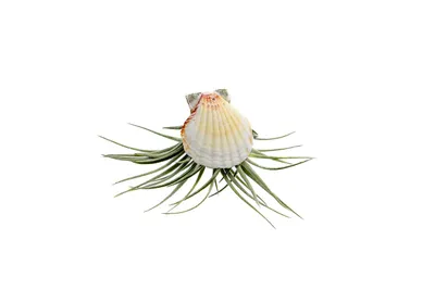 Obrázok produktu pre Gardners Mušle s Tillandsií Kathy