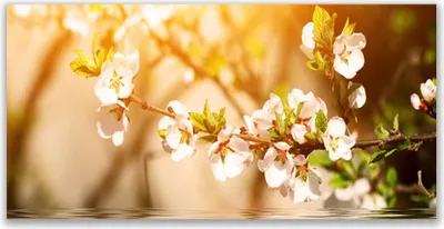 Produktbild von Tulup Leinwand-Bilder 120x60 Wandbild Canvas Kunstdruck Blumen Pflanzen