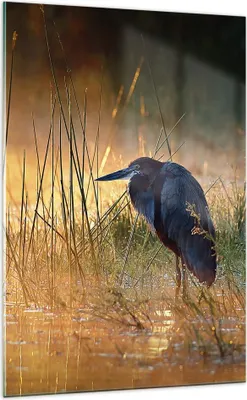 Produktbild von Bilder auf glas - Einteilig - Vogel Natur Wasser - 70x100cm - Glasbilder - Wandbilder - Bilder - zum Aufhängen bereit - Wanddekoration aus Glas - Glas Bilder - Wandbild auf Glas - GPA70x100-3708