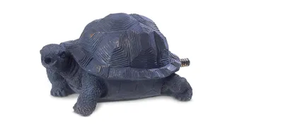 Produktbild von Oase Wasserspeier Schildkröte