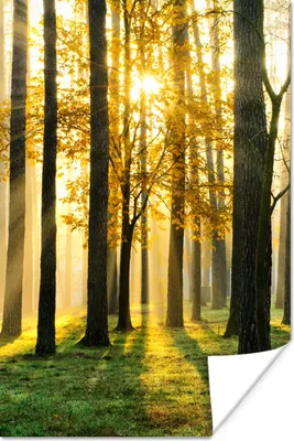 Produktbild von MuchoWow® Poster Wald - Sonne - Bäume - Gras - Landschaft - Natur 40x60 cm - Plakate für die Wand - Poster Babyzimmer