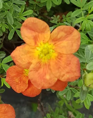 Image de Potentilla fruticosa 'Hopley's Orange' / Potentille orange