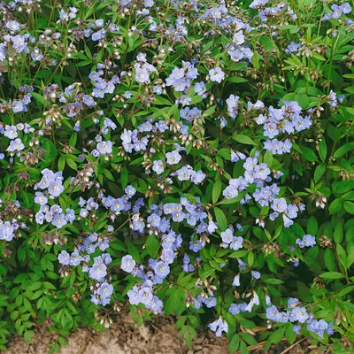 Produktbild von Polemonium reptans, Jakobsleiter, ca. 9x9 cm Topf, zartblau