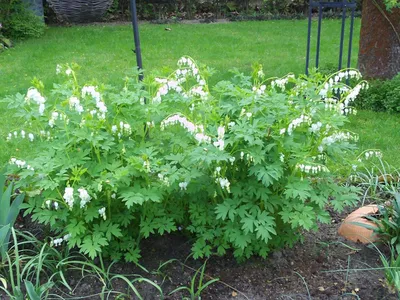Produktbild von Stauden Gänge 3 x Dicentra spectabilis 'Alba' -  Weißes Tränendes Herz - Märchenhafte Schönheit für den Frühlingsgarten - Seltenheit - Rarität