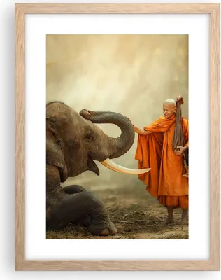 Produktbild von Gerahmtes Poster - Rahmen in heller Eiche - Elefant Mönch Stoßzahn - 30x40 cm - Wand Bild - Wanddeko - Wandbilder - Wandposter - Bilderrahmen - Bilder - Kunstdruck - Wandbild - P2NPA30x40-3484