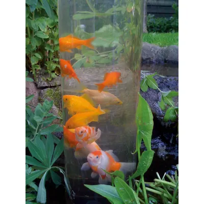 Produktbild von Ubbink Fischturm 50 cm Acryl 1372160