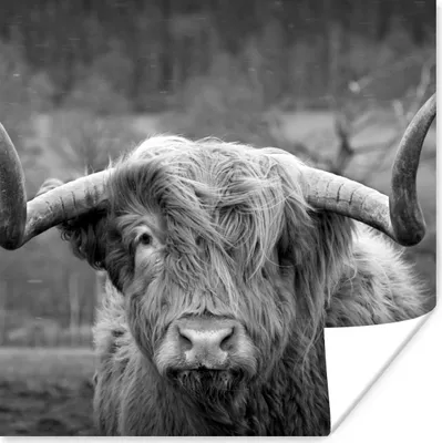 Produktbild von MuchoWow® Poster Schottischer Highlander - Kuhkopf - Landschaft - Natur - Kuh 75x75 cm - Wand Dekoration