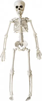 Produktbild von Halloween Skelett 40 cm - Beweglich