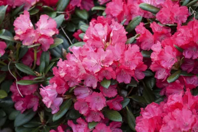 Produktbild von Rhododendron yakushimanum 'Karminkissen', karminrot, 30–40 cm