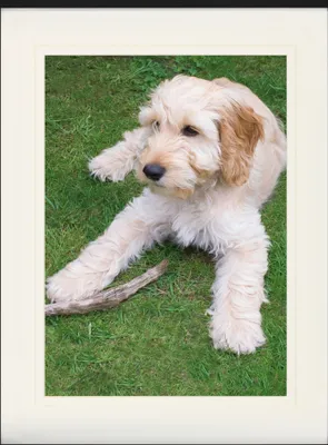 Produktbild von Hunde Gerahmtes Bild Mit Edlem Passepartout | Wand-Bilder | Im Bilderrahmen - Junger Cockapoo Im Gras (80 x 60 cm)