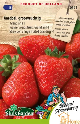 Immagine prodotto di Semi di fragole Grandian F1 a frutto grande per fragole grandi, dolci e succose, perfette per orti e usi culinari.